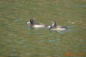 キンクロハジロ